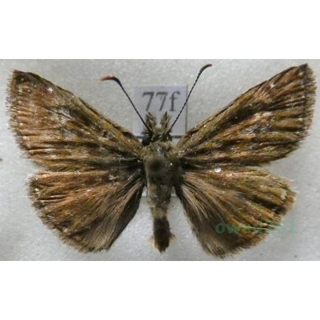 Erynnis tages (Linnaeus, 1758) Powszelatek brunatek Czech77f